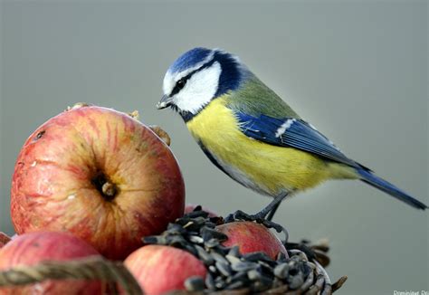 Ancemont Recette Pour Bien Nourrir Les Oiseaux En Hiver