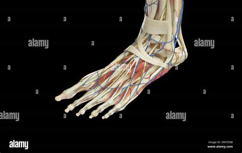 Anatomy Of The Left Foot Illustration Stock Photo Alamy