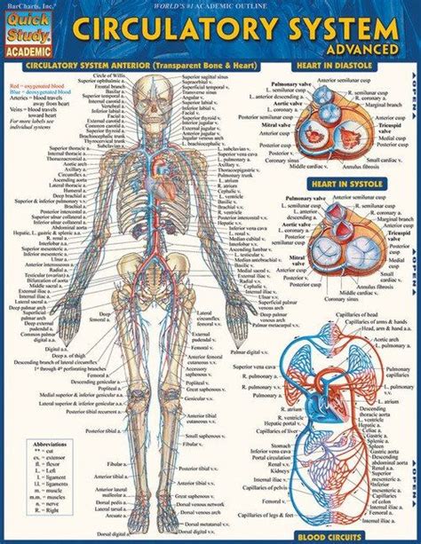 Quickstudy Circulatory System Advanced Study Guide Circulatory System