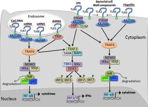 Toll Like Receptor Structure