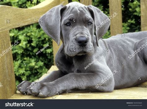 5,648 Great Dane Puppy Images, Stock Photos & Vectors | Shutterstock