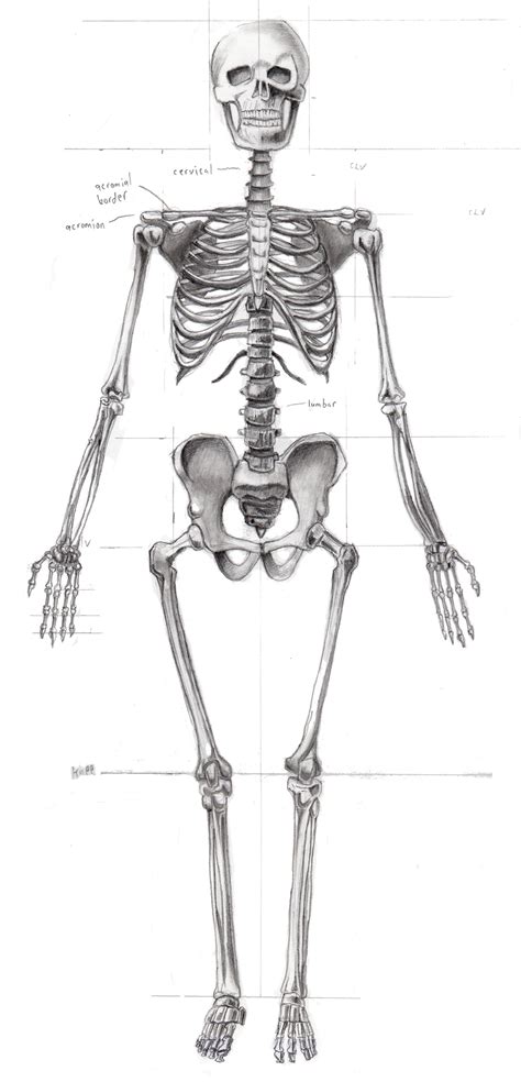 skeleton front view  creakydoor  deviantart