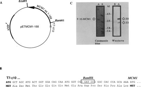 Expression And Purification Of The MCM1 Fusion Protein A Plasmid