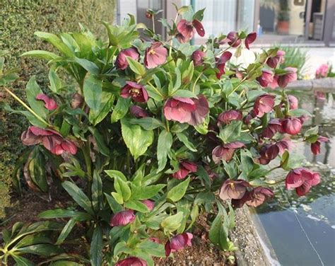 Nieskruid Helleborus Orientalis Red Hybrids Planten Online Kopen