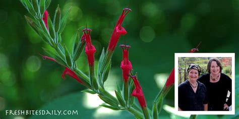 Pineapple Sage: Why you’ll love playing with this plant, with a bonus for depression and blood ...