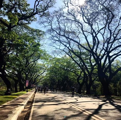 Up Diliman Improves Academic Oval Safety For Runners And Bikers Pinoy