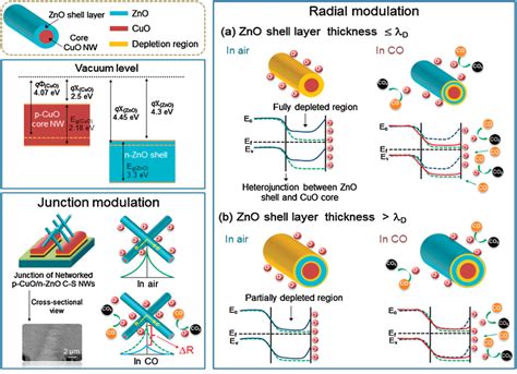 Schematic Of The Reducing Gas Sensing Mechanism In The Cuozno Cs Nws