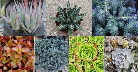 11 Best Cold Hardy Succulents For A Gorgeous Winter Garden Sublime