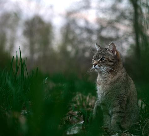 Gato Sentado En El Campo Foto Premium