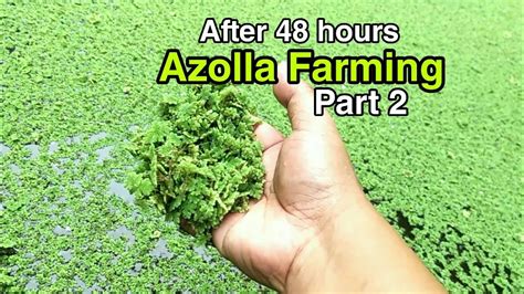 After 48 Hours Azolla Farming Part 2 YouTube