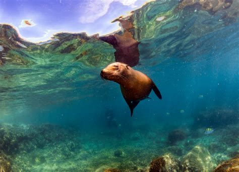 Difference Between Seals and Sea Lions (1) | Difference Between | Seals ...