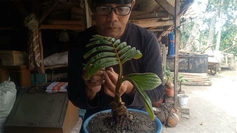 Proses Pengerdilan Daun Bonsai Kelapa Tahap Lanjutan Youtube