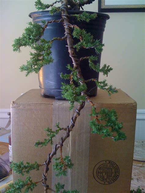 Bodhisattva Bonsai Cascade Juniper 2