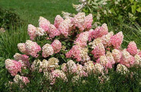 How To Grow And Care For Strawberry Sundae Hydrangea