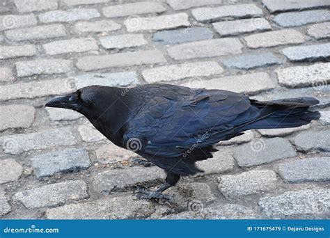 Shiny Feathers on a Black Crow Bird on Cobblestons Stock Image - Image of watching, animal ...