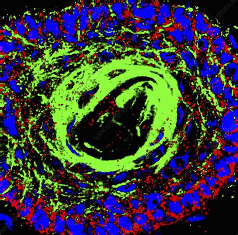 Hair Follicle Fluorescent Micrograph Stock Image C0243484