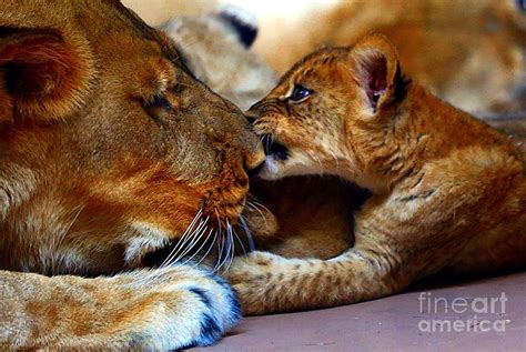 Love Bite Photograph by Elizabeth Winter - Fine Art America