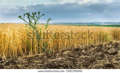 90 Wheat Tares Images Stock Photos And Vectors Shutterstock