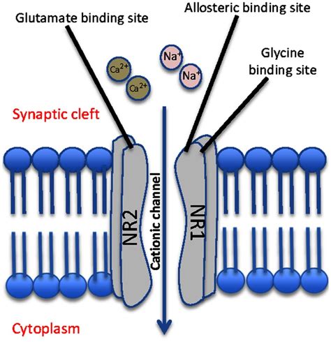 Schematic representation of a typical NMDA receptor. The NMDA contains ...