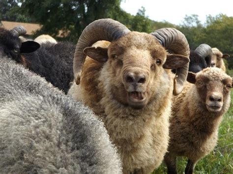 Premium Photo Portrait Of Sheep Standing On Field