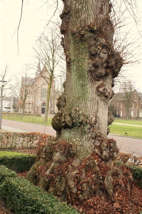 Tilburgdailyphoto Oude Boom