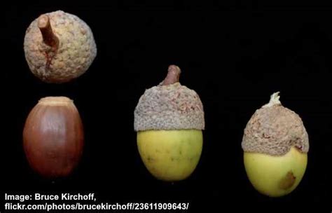 38 Types Of Acorns With Pictures Visual Identification Guide