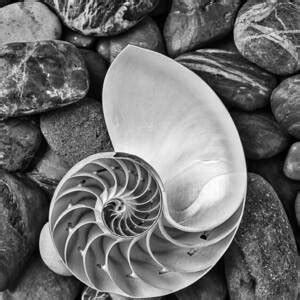 Nautilus With Sea Shells Photograph By Garry Gay Pixels