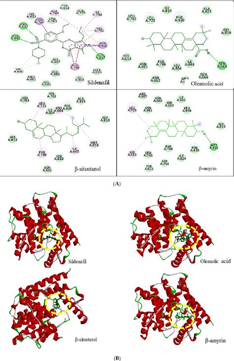 Figure 1 From Ameliorative Sexual Behavior And Phosphodiesterase 5