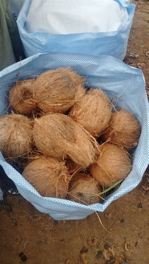 A Grade Tamilnadu Semi Husked Coconut For Temple Hotels Home Usage