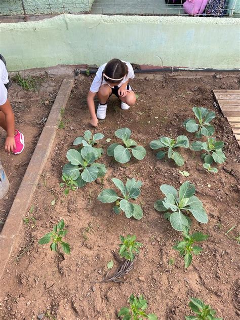 HUERTO ESCOLAR CEIP César Manrique Puerto de la Cruz