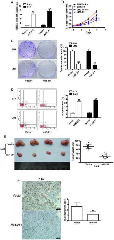 Overexpression Of MiR 211 Inhibits Cell Proliferation In Vitro A