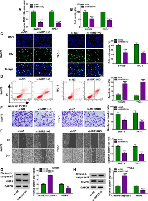 MIR31HG Depletion Affects Cell Proliferation Apoptosis Invasion And