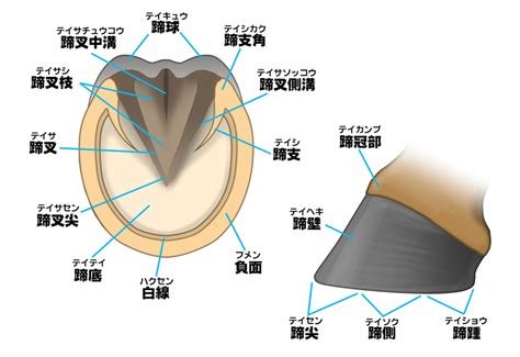 馬の豆知識 馬の蹄｜みんなの乗馬