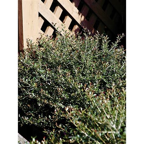 Monrovia White Bordeaux Dwarf Yaupon Holly Flowering Shrub In Pot With