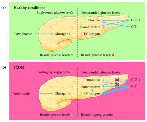 Actions Of Glp And Gip In The Pancreas The Diagram Shows The Actions