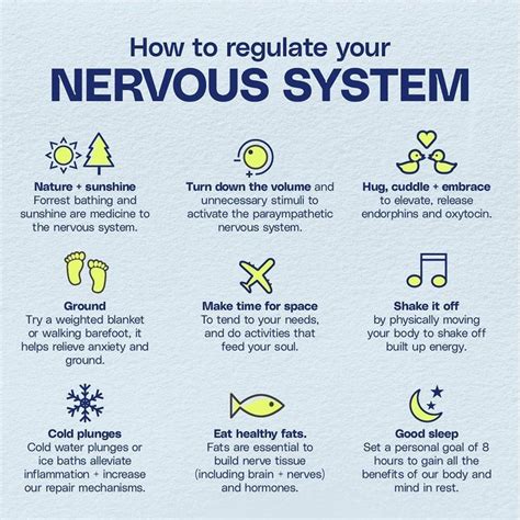 Nervous System Function Artofit