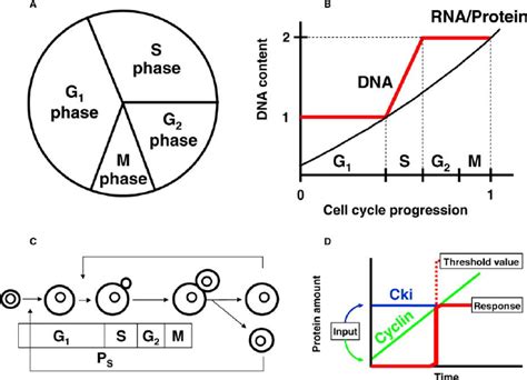 Main Events That Occur During The Yeast Cell Cycle A General Download Scientific Diagram