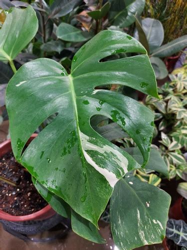 Costela De Adão Variegata Ou Monstera Variegata Frete grátis