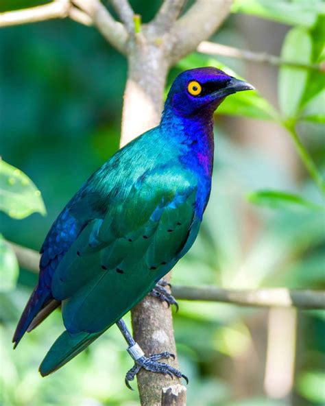 22 Amazing Purple Bird Species