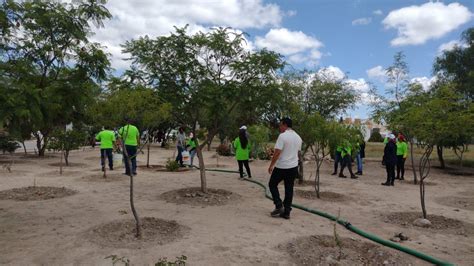 Planta Gobierno Municipal M S De Mil Rboles Durante C Digo