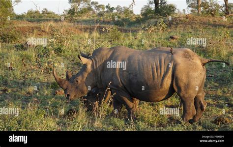 Red billed oxpecker rhinoceros hi-res stock photography and images - Alamy