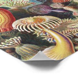 Sea Anemones Actiniae Seeanemonen Ernst Haeckel Poster Zazzle