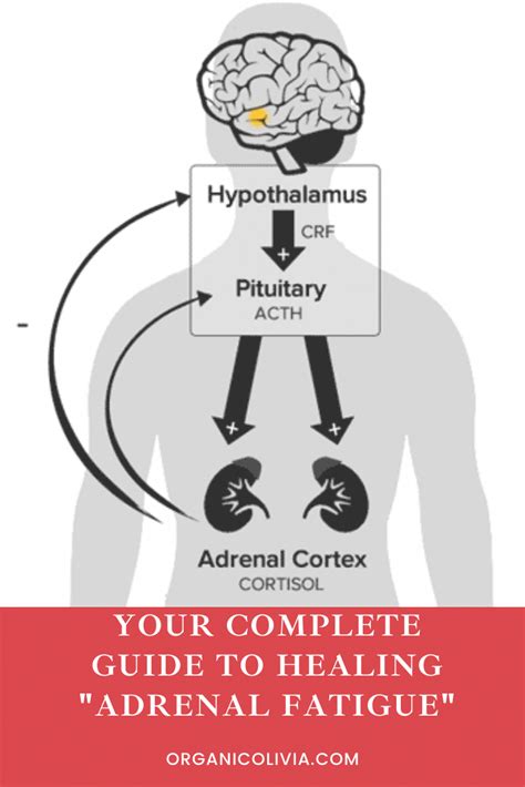 Your Complete Guide To Healing Adrenal Fatigue Artofit