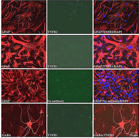 8 TNFα receptors 1 and 2 in GFAP astrocytes and GABA neurons ...