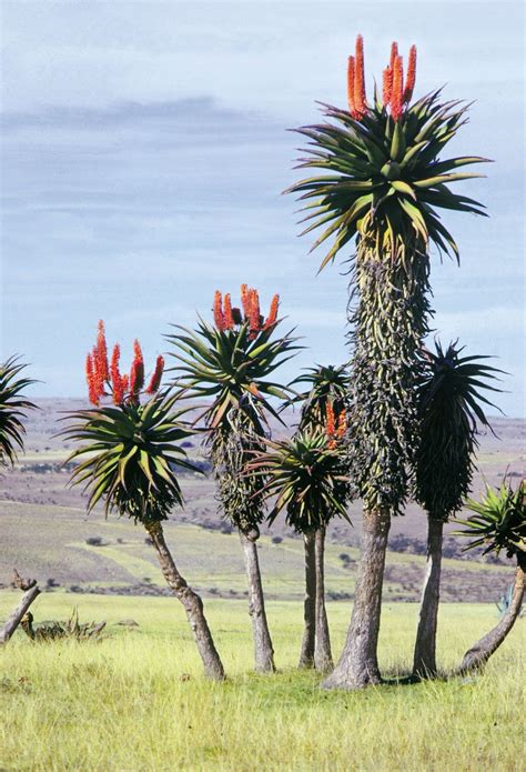 African Plants