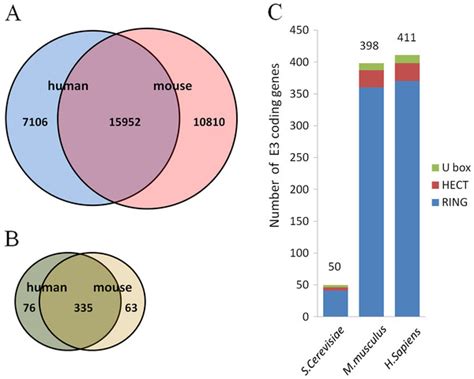 Numbers Of Putative E3s Mined From The Mouse And Human Genomes And The Download Scientific