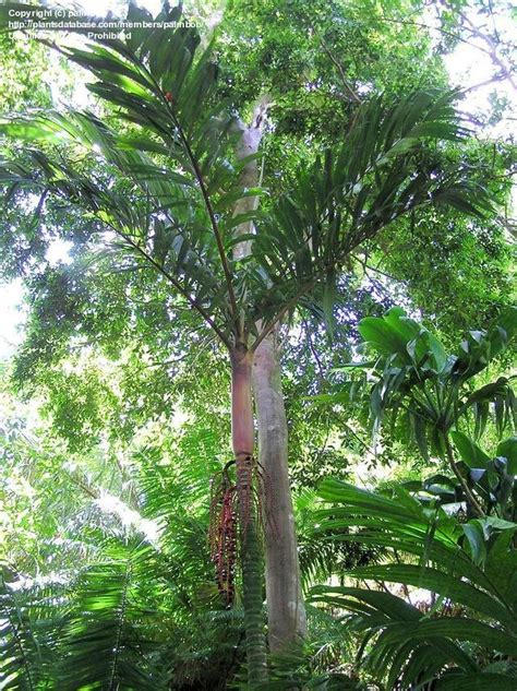 Plantfiles Pictures Pinanga Species Tiger Palm Pinanga Maculata By