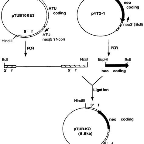 Construction Of The Tubulin Gene Atu Knockout Plasmid All Plasmids