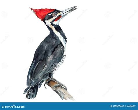 Watercolor Painting Of A Ivory Billed Woodpecker Isolated On White