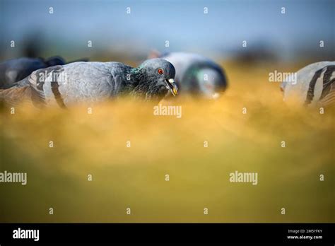 Pigeon Rock Dove Rock Pigeon Stock Photo Alamy